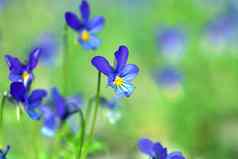 小蓝色的野生堇型花花春天草地违反了三原色堇菜科