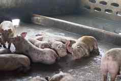 猪睡觉吃脂肪猪猪农场