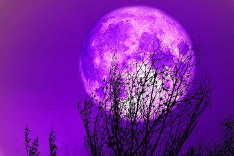 完整的<strong>紫</strong>色的<strong>月亮</strong>回来轮廓干树色彩斑斓的天空