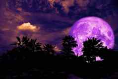 完整的紫色的月亮回来轮廓棕榈树黑暗晚上堆