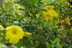 关闭黄色的花金小号黄蔓cathartica绿色叶子模糊背景宏黄色的金小号花常见的小号藤绿色叶子模糊背景