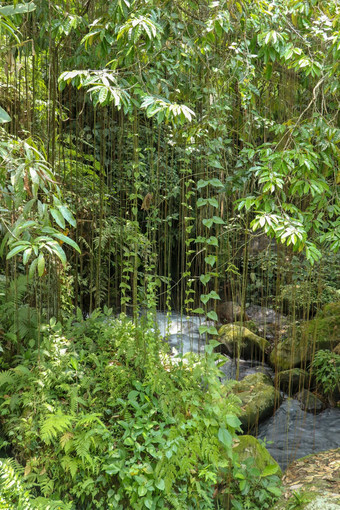 河床上pakerisan谷野生水大巨石长藤本植物挂高热带树石头河床葬礼复杂的tampaksiring山咖啡巴厘岛印尼