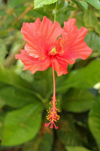 关闭红色的鞋花面对横盘整理花园芙蓉蔷薇-中华叶子美丽的花中国人芙蓉中国玫瑰夏威夷芙蓉玫瑰锦葵鞋黑植物