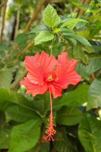 关闭红色的鞋花面对横盘整理花园<strong>芙蓉</strong>蔷薇-中华叶子美丽的花中国人<strong>芙蓉</strong>中国玫瑰夏威夷<strong>芙蓉</strong>玫瑰锦葵鞋黑植物