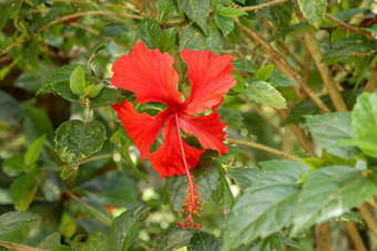 关闭红色的鞋花面对横盘整理花园<strong>芙蓉</strong>蔷薇-中华叶子美丽的花中国人<strong>芙蓉</strong>中国玫瑰夏威夷<strong>芙蓉</strong>玫瑰锦葵鞋黑植物