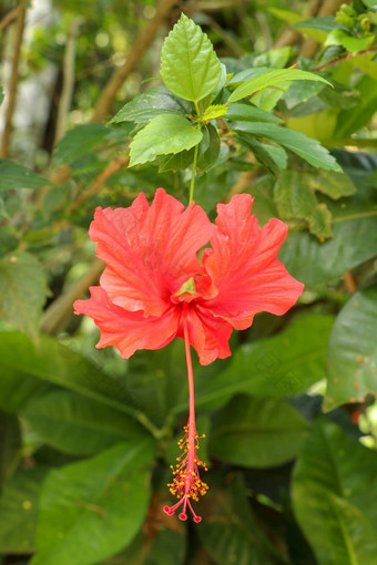 关闭红色的鞋花面对横盘整理花园芙蓉蔷薇-中华叶子美丽的花中国人芙蓉中国玫瑰夏威夷芙蓉玫瑰锦葵鞋黑植物