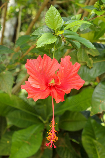 关闭红色的鞋花面对横盘整理花园<strong>芙蓉</strong>蔷薇-中华叶子美丽的花中国人<strong>芙蓉</strong>中国玫瑰夏威夷<strong>芙蓉</strong>玫瑰锦葵鞋黑植物