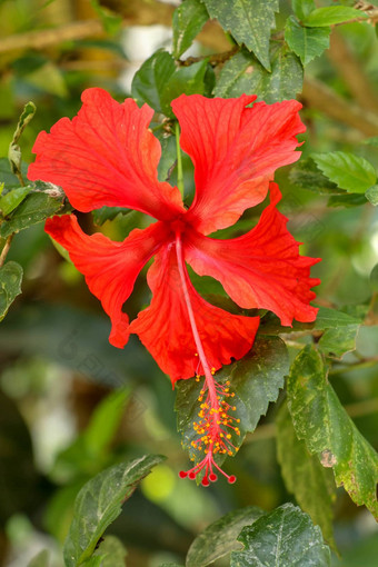 关闭红色的<strong>鞋</strong>花面对横盘整理花园芙蓉蔷薇-中华叶子美丽的花中国人芙蓉中国玫瑰<strong>夏</strong>威夷芙蓉玫瑰锦葵<strong>鞋</strong>黑植物