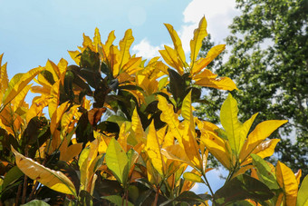 关闭科迪亚姆杂色大明亮的黄色的叶子观赏植物花园巴豆ariegated巴豆巴豆杂色杰出的色彩斑斓的多色形状叶子纹理