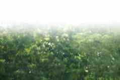 树散景背景模糊背景树绿色叶灌木图像大灌木