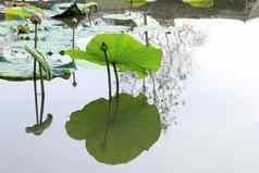 莲花莲花叶垫绿色水自然莲花垫池塘花园农场莲花垫表面水