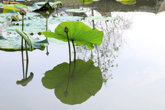 莲花莲花叶垫绿色水自然莲花垫池塘花园农场莲花垫表面水