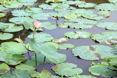 莲花莲花叶垫绿色水自然莲花垫池塘花园农场莲花垫表面水