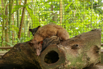 咖啡猫鼬夫妇亚洲棕榈麝猫笼子里木盒子色彩斑斓的浆果麝猫咖啡生产悖论龙赫马佛洛狄忒斯选择美味的咖啡浆果生产昂贵的咖啡