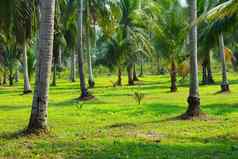 椰子重要的经济植物