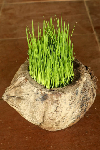 种植发芽地球一天群年轻的大米植物自然能使干椰子开始生活形式大米幼苗花能背景棕色（的）陶瓷瓷砖
