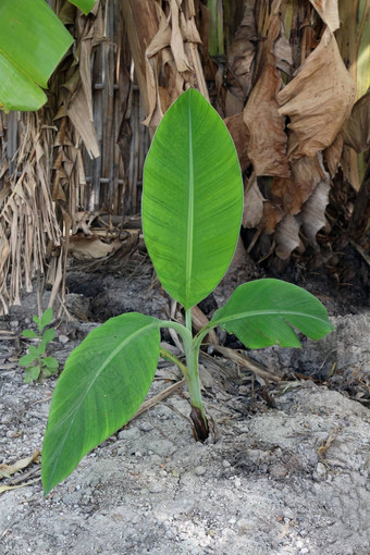 香蕉幼苗发芽种植园花园小香蕉树农场