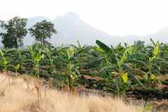 农业区域香蕉农田香蕉树场香蕉种植园