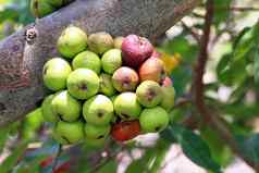 无花果水果热带榕属植物racemosa无花果树自然无花果森林水果无花果红色的绿色泰国水果