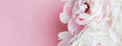 白色牡丹花花艺术粉红色的背景婚礼平铺奢侈品品牌