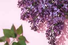 紫色的淡紫色花花束粉红色的背景时尚的花问候卡