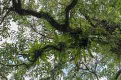 Asplenium尼杜斯寄生虫分支机构皇冠巨大的热带树绿色叶子Asplenium尼杜斯鸟的巢蕨类植物附生植物的物种蕨类植物家庭无脾科