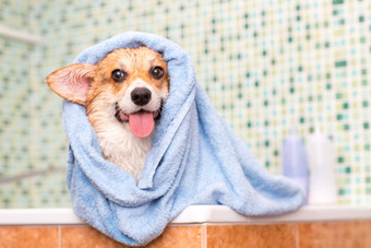 威尔士矮脚狗狗毛巾洗浴室