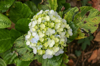 绣球花macrophylla美丽的布什绣球花花花园绣球花软焦点美丽的花白色背景美丽的白色花浅深度场