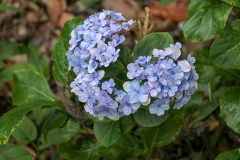 美丽的蓝色的绣球花关闭艺术自然背景花布鲁姆春天特写镜头蓝色的绣球花花群蓝色的盛开的绣球花花春天阳光