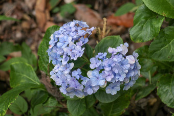 美丽的蓝色的绣球花关闭艺术自然背景花布鲁姆春天特写镜头蓝色的绣球花花群蓝色的盛开的绣球花花春天阳光