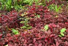 cordyline草草原叶子cordylineterminalis植物红色的叶粉红色的形式日益增长的丛林丰富的植被红色的绿色叶子纹理背景项目