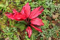 cordyline草草原叶子cordylineterminalis植物红色的叶粉红色的形式日益增长的丛林丰富的植被红色的绿色叶子纹理背景项目