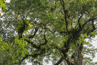 Asplenium尼杜斯寄生虫分支机构皇冠巨大的热带树绿色叶子Asplenium尼杜斯鸟的巢蕨类植物附生植物的物种蕨类植物家庭无脾科