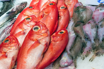 红色的鲤科鱼鱼出售