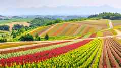 全景色彩斑斓的花场夏天北海道日本