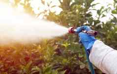 喷雾生态农药农民用烟熏消毒保护西装面具柠檬树男人。喷涂有毒农药农药杀虫剂