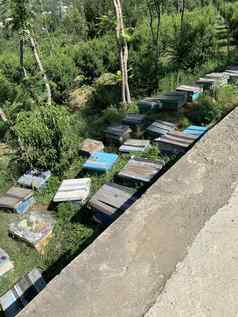 盒子蜂蜜蜜蜂路北部巴基斯坦