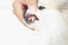 特写镜头牙齿狗凶悍的人宠物健康护理概念塞莱克
