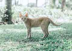 特写镜头美丽的虎斑猫站盛开的草地唐