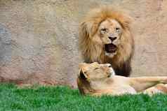 大狮子咆哮的坐着母狮