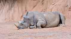 灰色犀牛说谎沙子