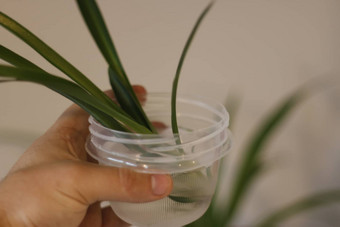 吊兰白色花盆木背景观赏植物能杂色comosum蜘蛛植物特写镜头