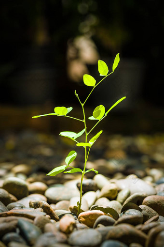 <strong>繁荣</strong>概念摘要<strong>繁荣</strong>概念<strong>繁荣</strong>