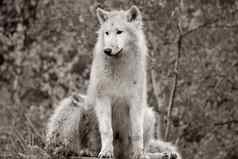黑色的白色白色北极狼犬红斑狼疮arctosportrait美丽的戈尔