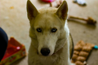 <strong>西伯利亚</strong>沙哑的狗孤立的灰色的肖像困惑有趣的雪橇狗蓝色的眼睛按下耳朵<strong>西伯利亚</strong>沙哑的狗孤立的灰色的肖像