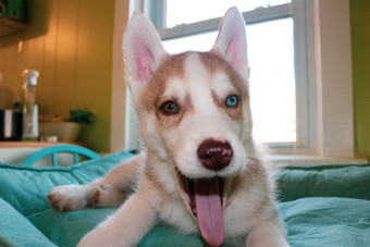 西伯利亚沙哑的小狗年龄个月主题日益增长的