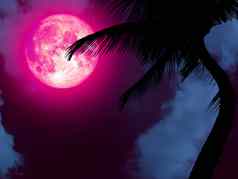 超级粉红色的月亮回来轮廓椰子树花园