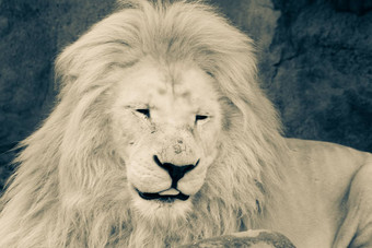 狮子黑色的白色头拍摄成人狮子