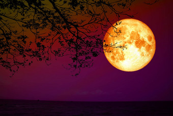 完整的血月亮回来轮廓干树<strong>晚上</strong>天空海