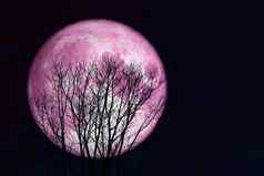 超级完整的粉红色的月亮回来轮廓树黑暗黑暗天空